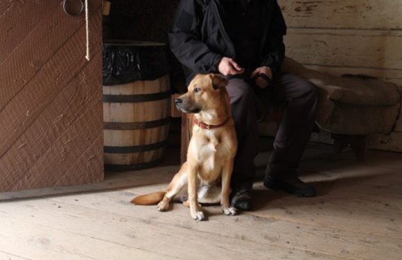 Qui est en contact avec un chien ou un bovin peut avoir des symptômes plus légers du Covid-19 : l’étude italienne
