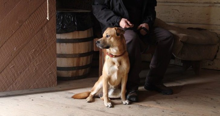 Qui est en contact avec un chien ou un bovin peut avoir des symptômes plus légers du Covid-19 : l’étude italienne