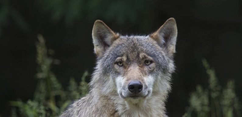 Seine-Maritime : Un loup gris a « très probablement » été photographié