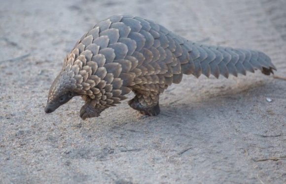 Soupçonnés d’avoir transmis le coronavirus, les pangolins sont victimes d’un braconnage intense