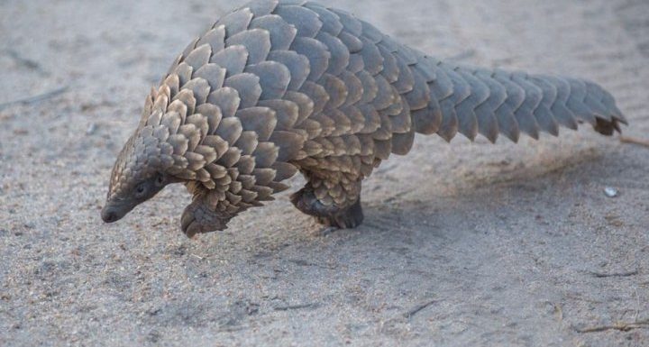 Soupçonnés d’avoir transmis le coronavirus, les pangolins sont victimes d’un braconnage intense
