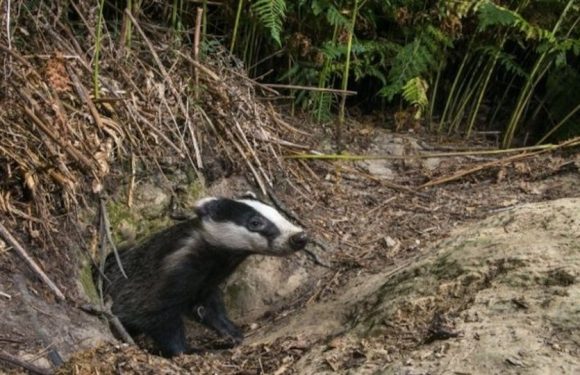 La reprise de la chasse aux blaireaux agace les militants écologistes qui dénoncent la cruauté de la vénerie sous terre