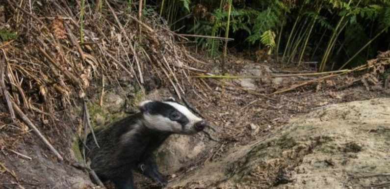 La reprise de la chasse aux blaireaux agace les militants écologistes qui dénoncent la cruauté de la vénerie sous terre