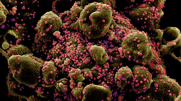 Coronavirus: Two strains, 70 mutations of the virus exist in the UAE, study finds