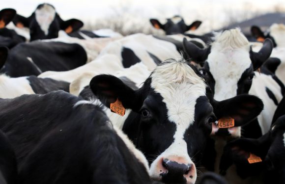 Circuits courts, protectionnisme : la droite se dote d’un think tank pour une «écologie responsable»
