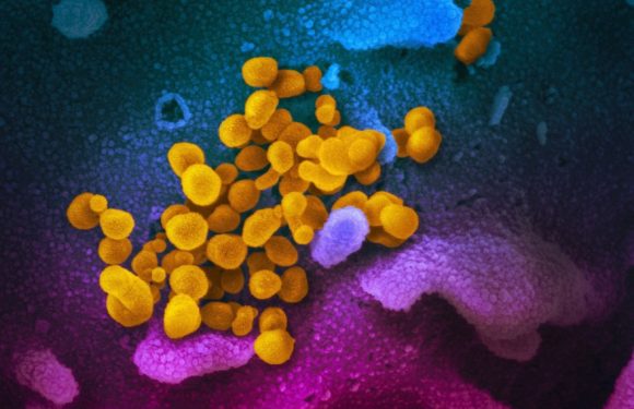 Coronavirus : en Isère, une entreprise invente une toile virucide
