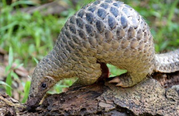 Pendant l’épidémie de Covid-19, le trafic de pangolins continue