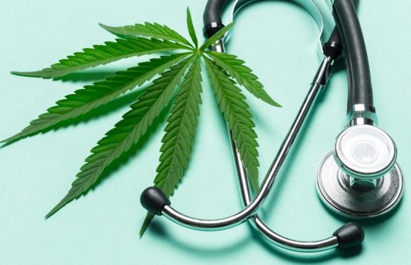 Cannabis thérapeutique en France : la première expérimentation dès septembre