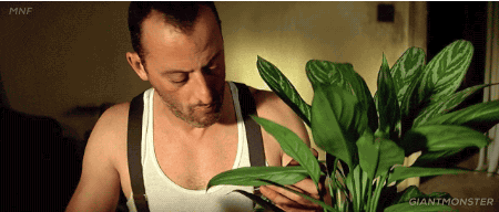 Stressées, les plantes émettent des ultrasons (et certains de nos animaux les entendent)