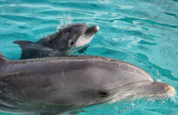 Nantes : Naissance d’un delphineau au parc Planète Sauvage