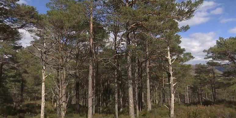 Un arbre offert gratuitement à tous les foyers Gallois