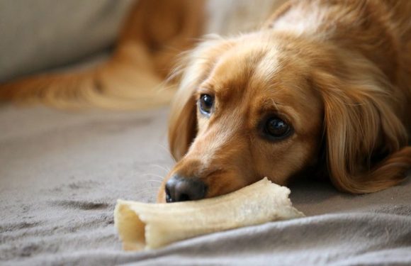 Grasse : un homme placé en garde à vue après avoir frappé et pendu son chien