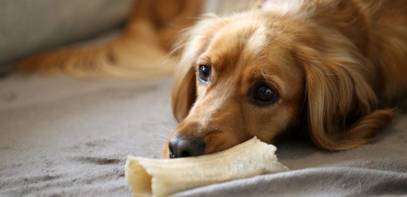 Grasse : un homme placé en garde à vue après avoir frappé et pendu son chien