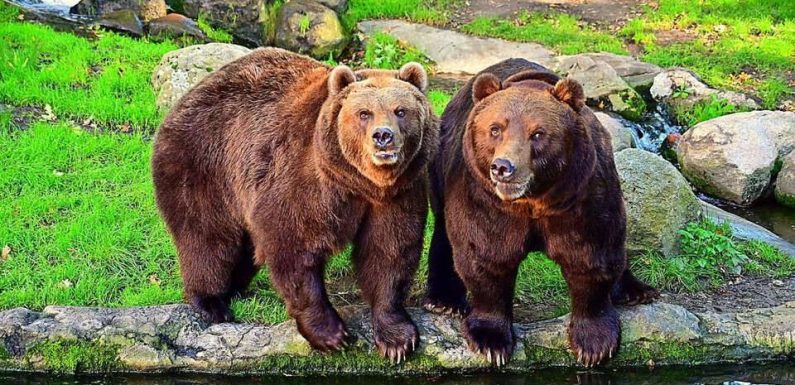 Pyrénées : Le « préfet ours » annonce une baisse du nombre d’animaux attaqués par des ours