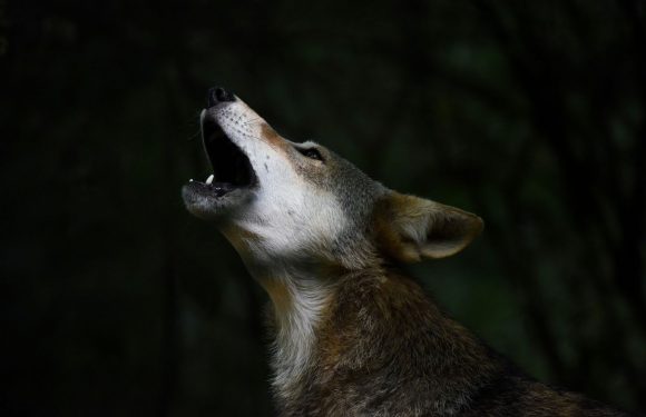 Le loup rouge est au bord de l’extinction pour la deuxième fois