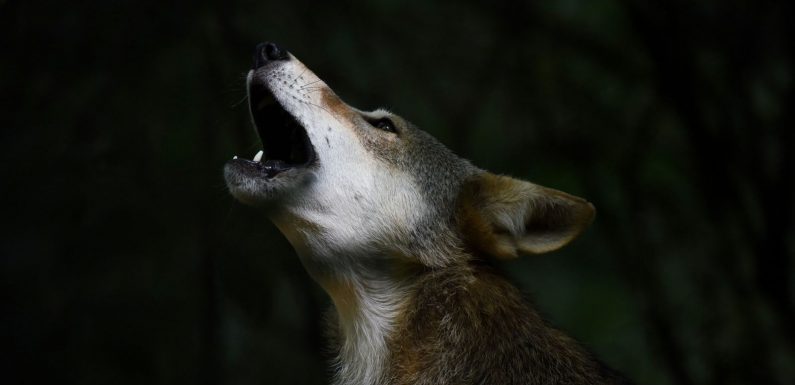 Le loup rouge est au bord de l’extinction pour la deuxième fois